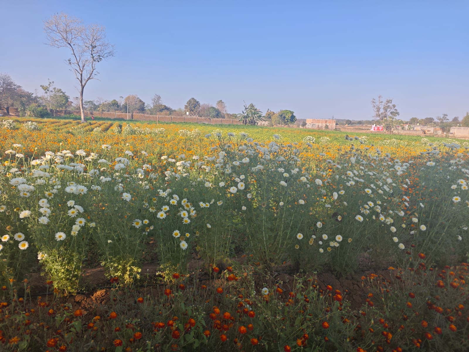 Flower cultivation in Surguja