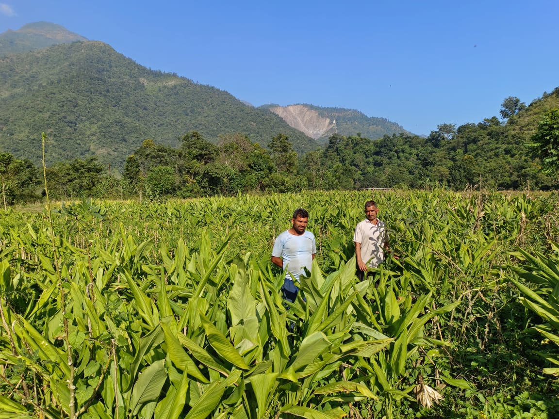 प्राकृतिक हल्दी