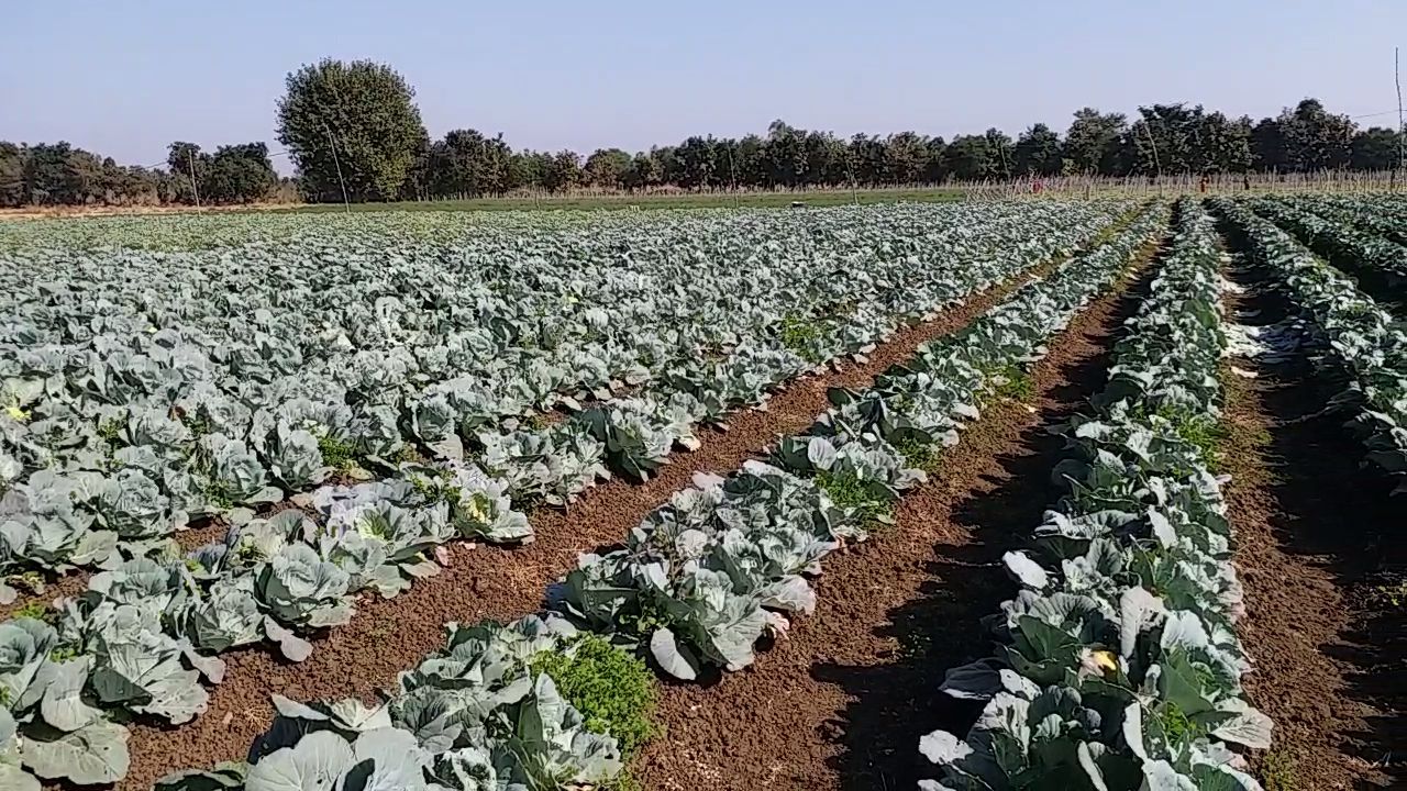 Ghanjivamrit for Crops