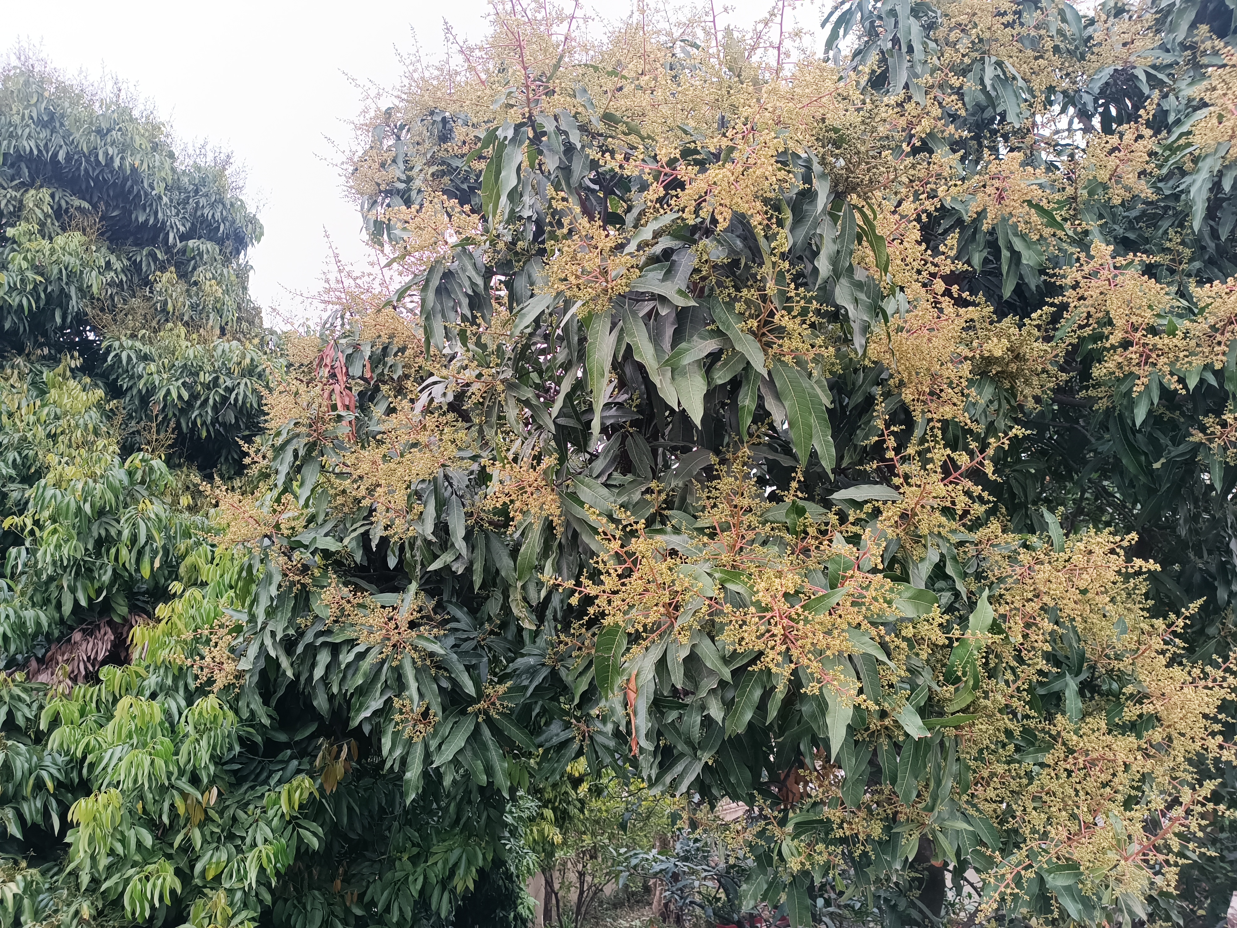 Mango blossoms in Dehradun