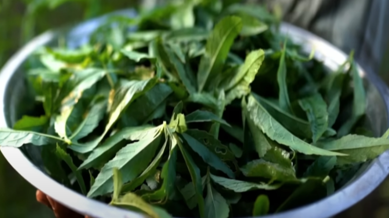 Royyalu Gongura Recipe