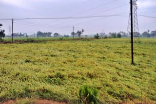 paddy fields flooded as heavy rain
