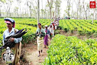TEA WORKERS DAILY WAGES