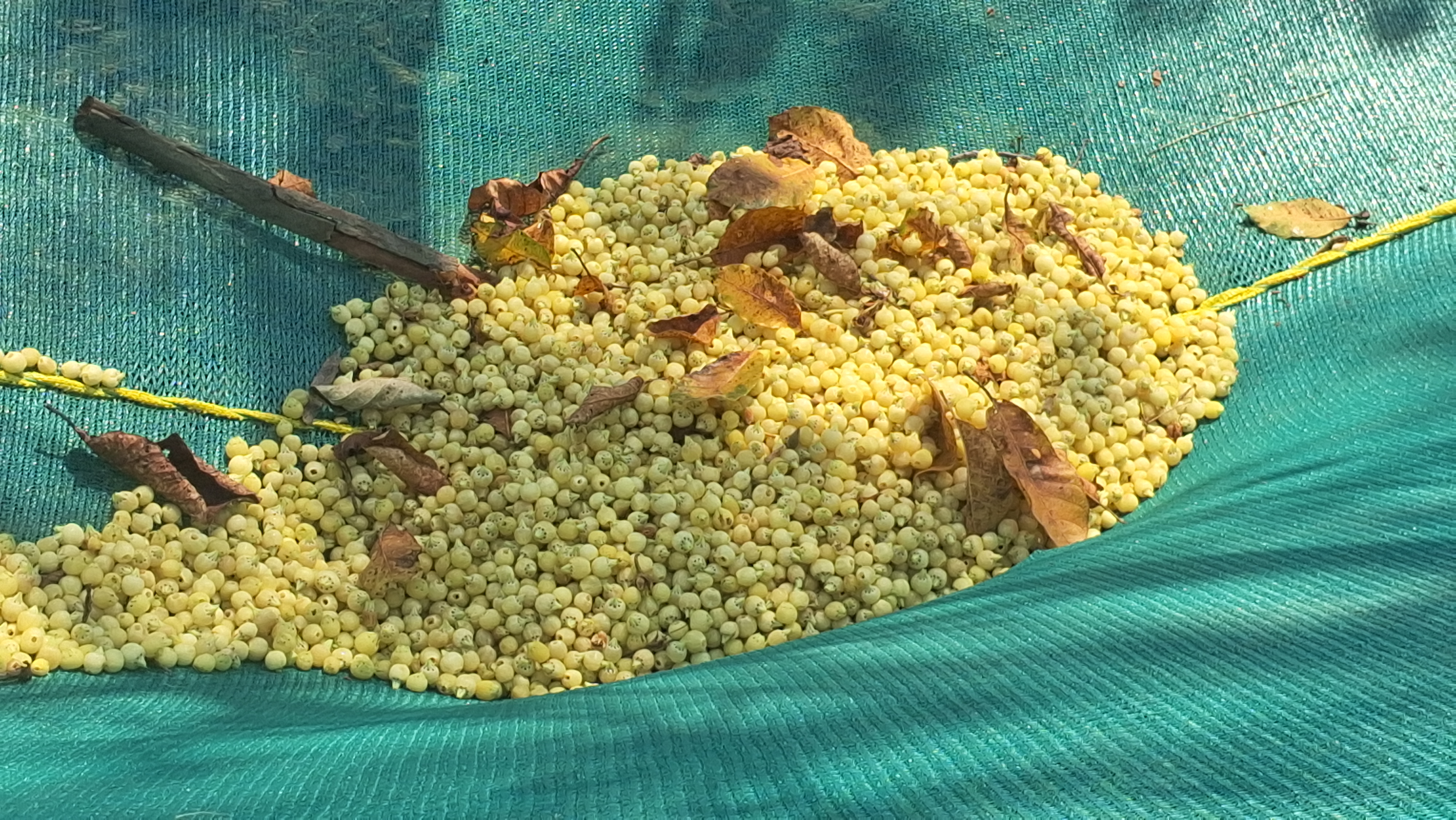 production of food grain Mahua