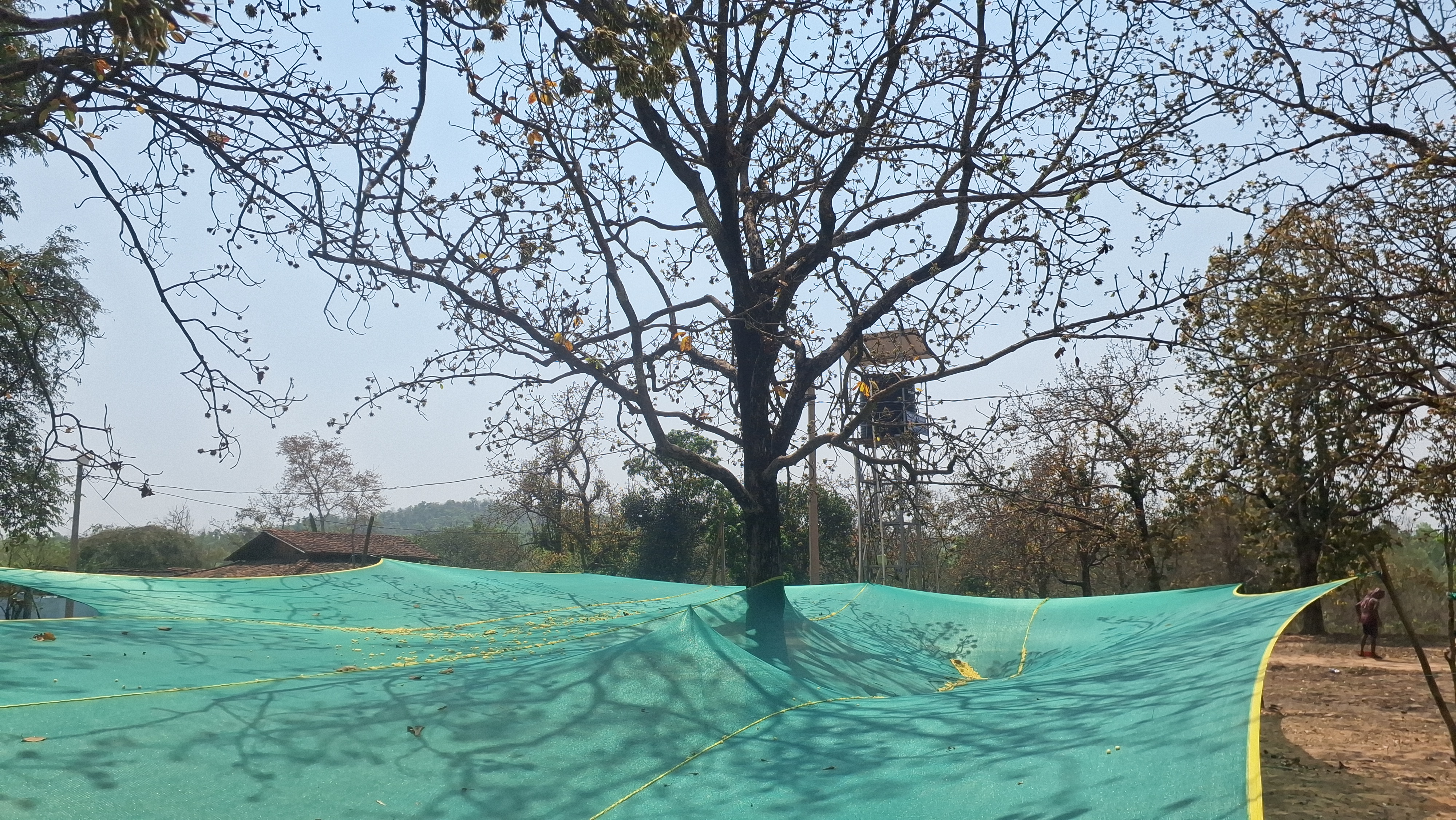 production of food grain Mahua