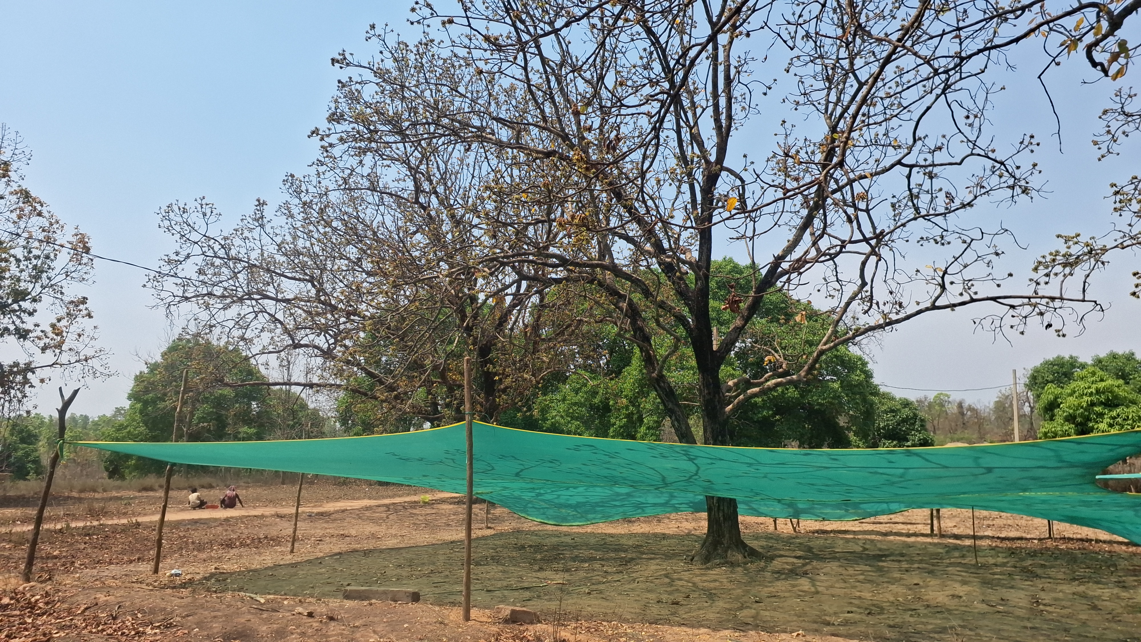 production of food grain Mahua