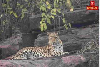 LEOPARD SAFARI IN KOTA , WORLD LEOPARD DAY 2025