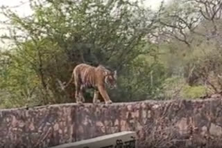 Tiger walking on the wall