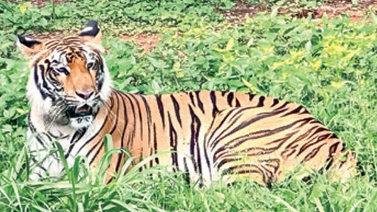 visakhapatnam_zoo_park
