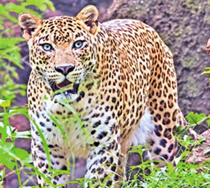 visakhapatnam_zoo_park
