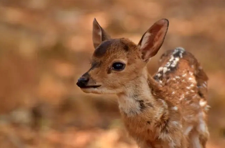 visakhapatnam_zoo_park