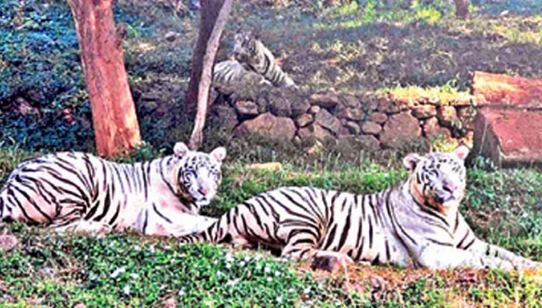 visakhapatnam_zoo_park