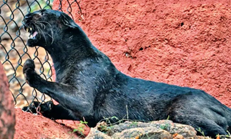 visakhapatnam_zoo_park