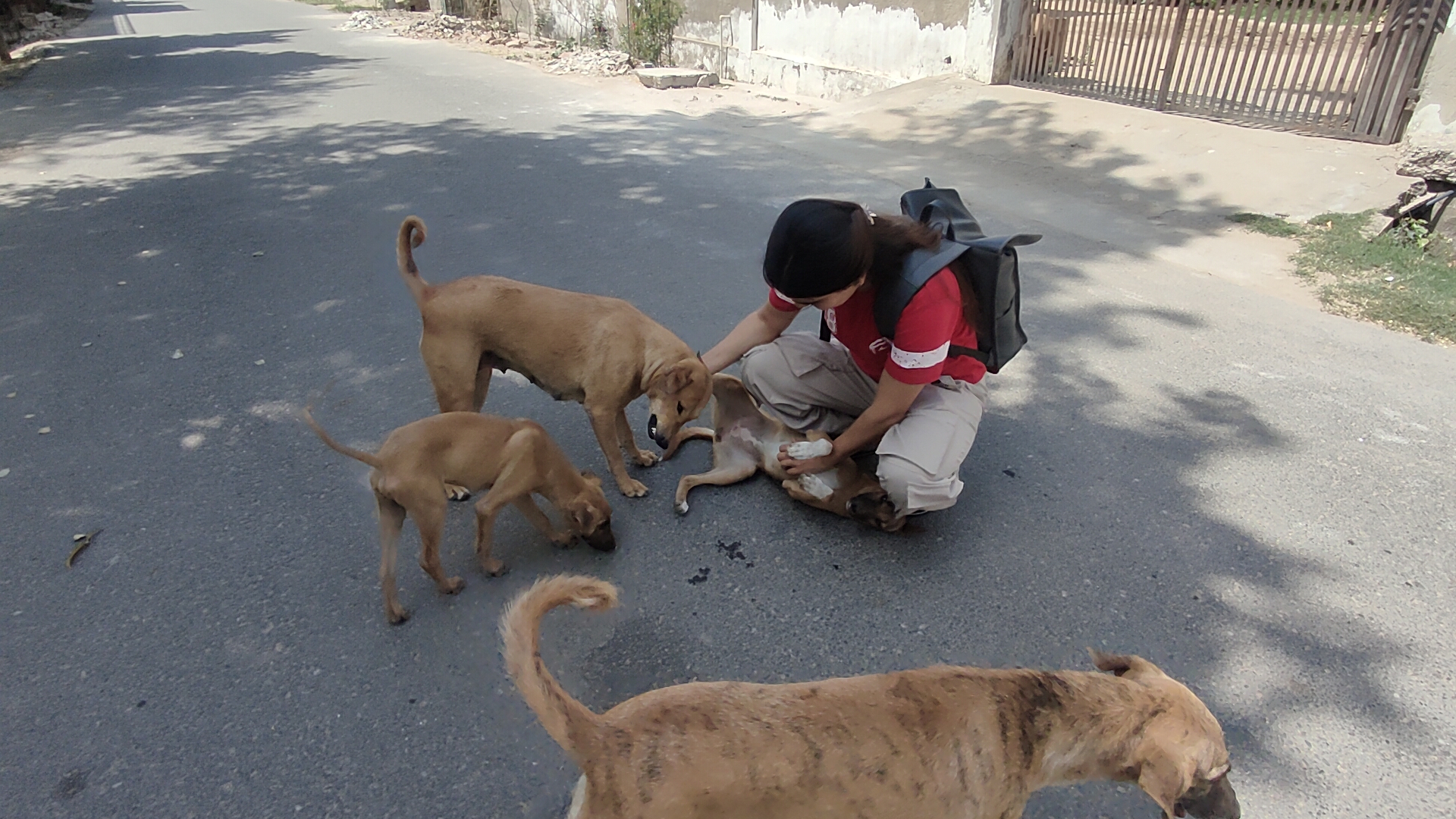 She Steps Out When Others Step Back: Alwar's Jyoti Saini Rescues 800 Snakes, 500 Dogs, Leads Wildlife Protection Effort