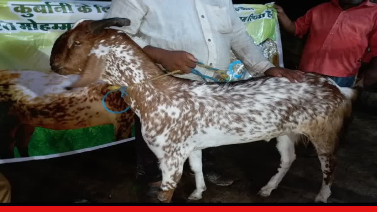 MOROCCO ON EID AL ADHA CELEBRATIONS