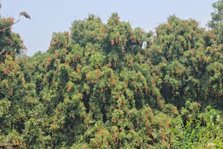 Non-Woven Bags To Add Value To Ramnagar Litchis