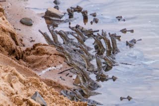132 BABY GHARIAL BORN SON SANCTUARY