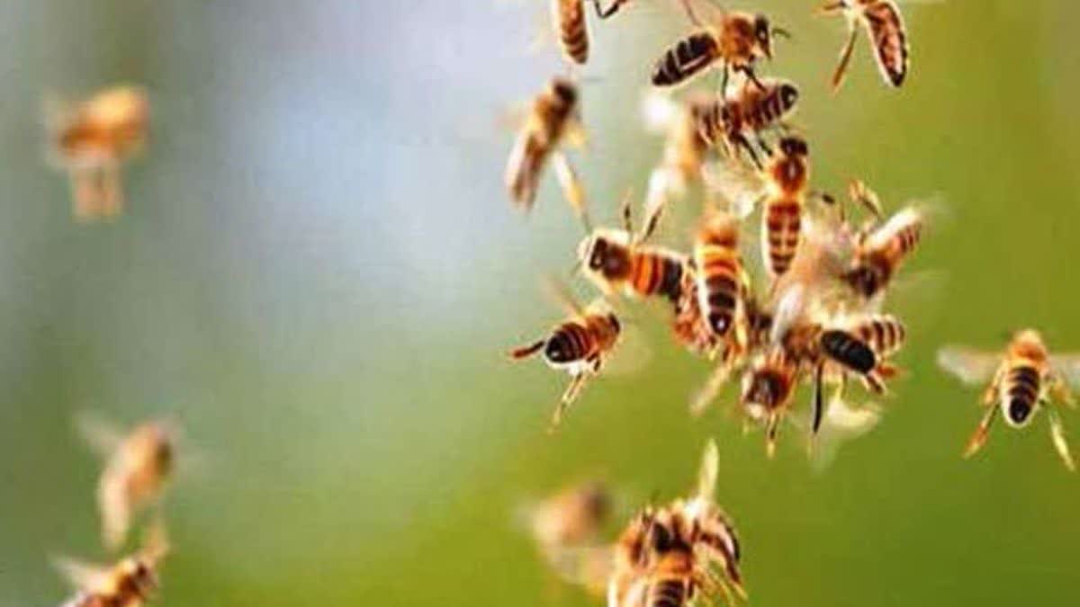 BEE ATTACK DHAMTARI