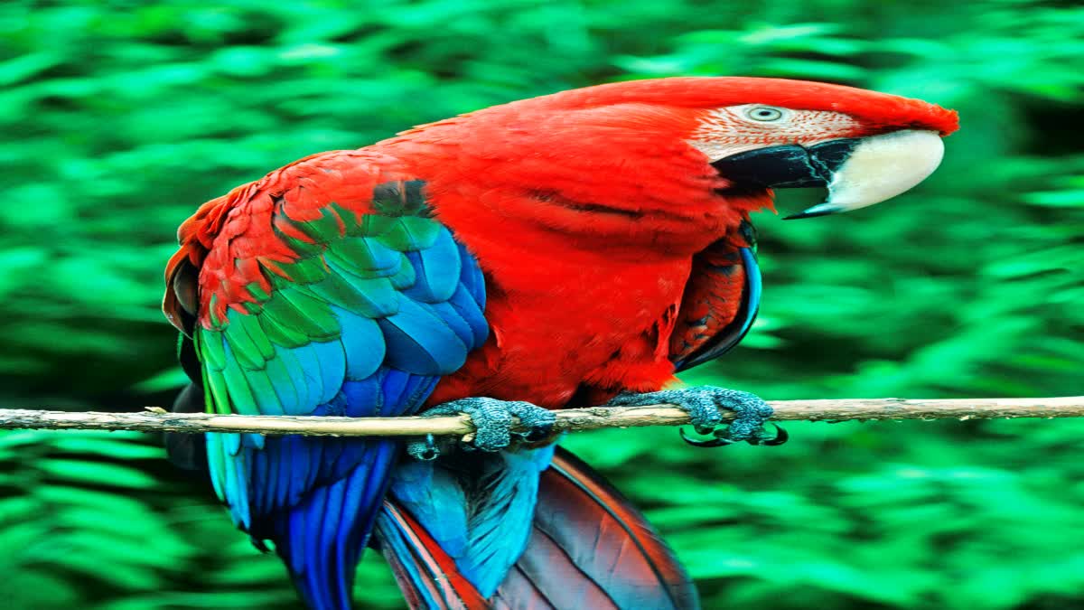 Parrots at Nehru Zoo Park in Hyderabad