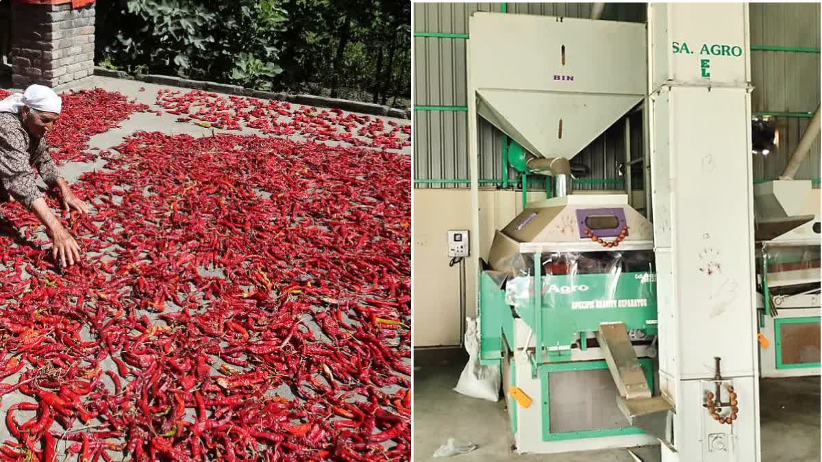 Etv BharatEarning Crores from Chili Waste - Massive Exports to Foreign Countries
