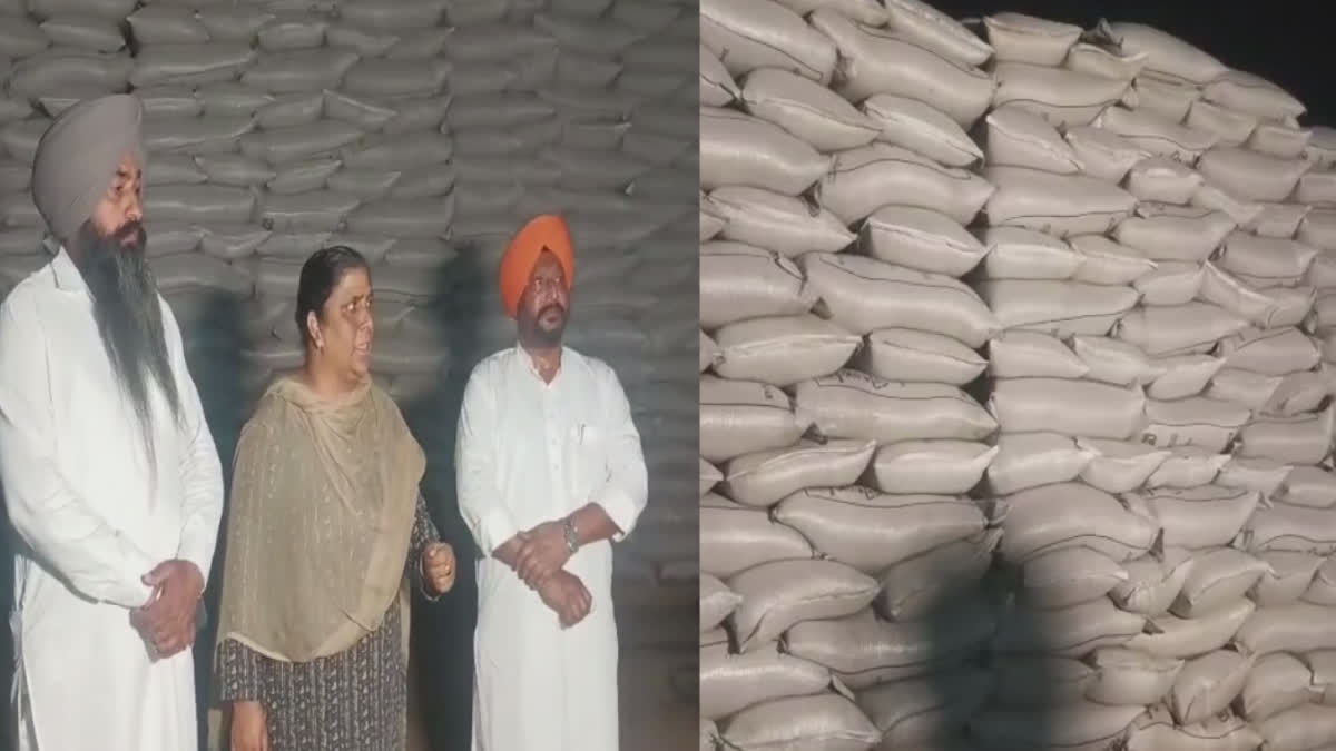 ਪਾਣੀ ਪਾ ਕੇ ਕਣਕ ਦਾ ਵਧਾਇਆ ਜਾ ਰਿਹਾ ਸੀ ਵਜ਼ਨ, ਜਗਰਾਓਂ ਵੇਅਰ ਹਾਊਸ 'ਚ MLA ਦਾ ਛਾਪਾ JAGRAON WAREHOUSE VIDEO