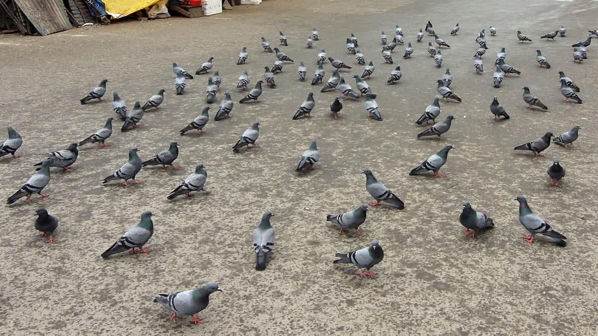 Pigeon Navigation Mystery