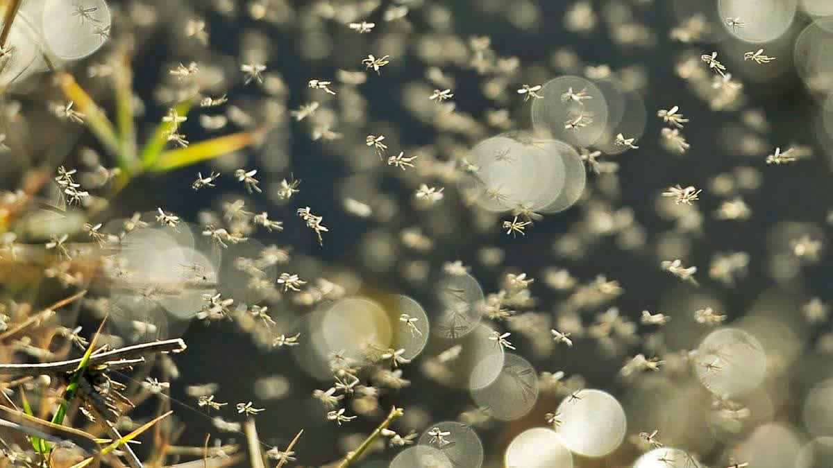 Google Wants To Release 32 Million Mosquitoes In Two US States. Here's Why, And Which States It Targets Representational image