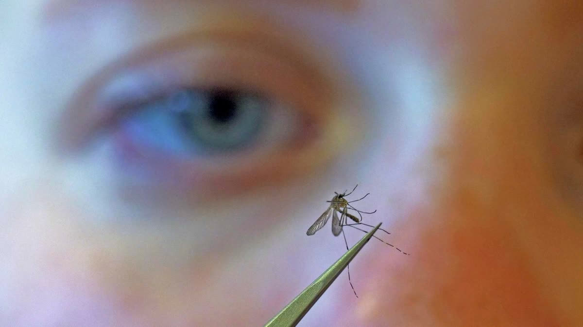 WHAT IS GOOGLE DEBUG PROJECT  RELEASE 32 MILLION MOSQUITOES  GOOGLE PLANS TO RELEASE MOSQUITOES  ಸೊಳ್ಳೆಗಳನ್ನು ಬಿಡಲು ಗೂಗಲ್ ಪ್ಲಾನ್