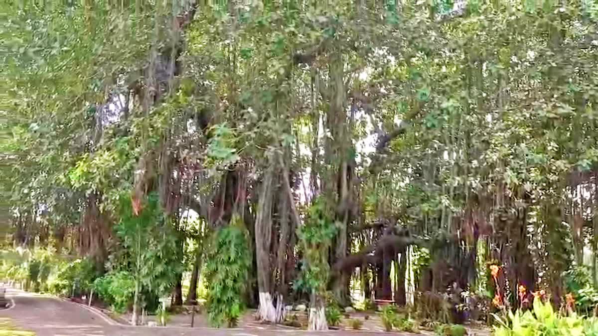 700 YEARS OLD BANYAN TREE IN BIHAR