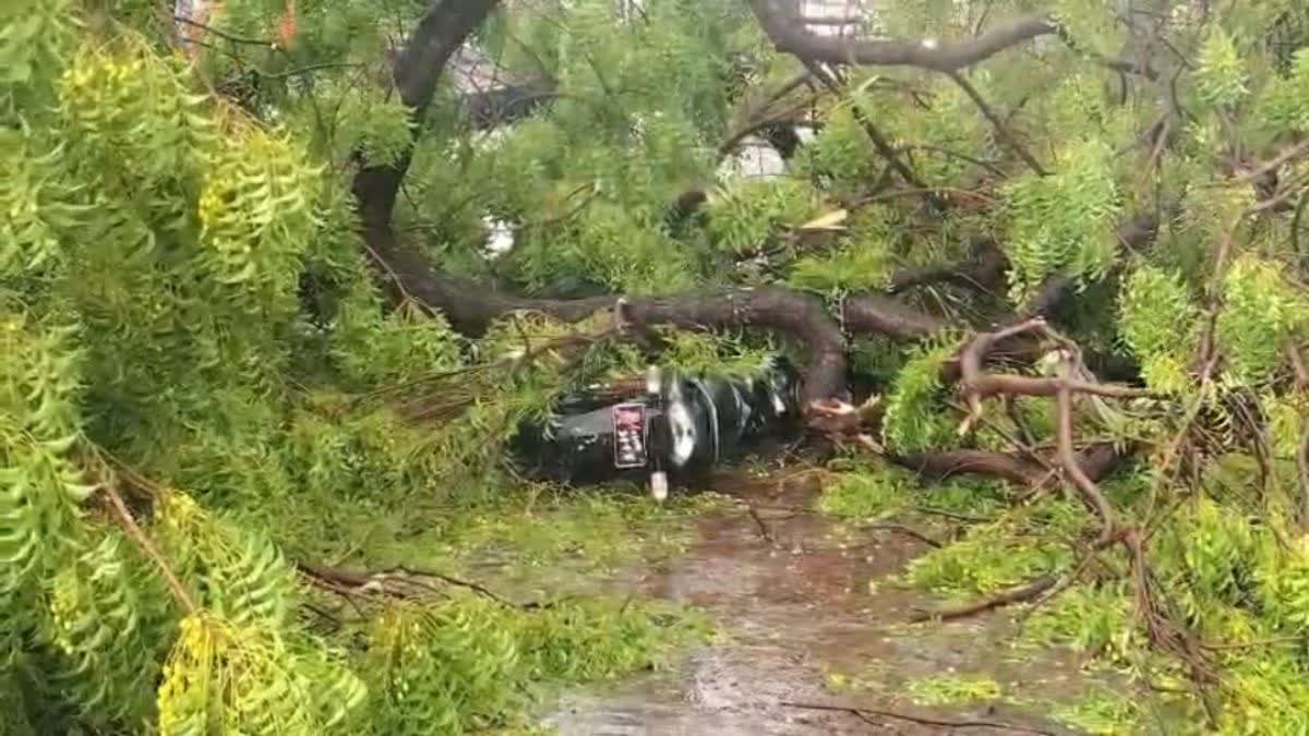 SHEOPUR TREE FELL ON BIKE RIDER