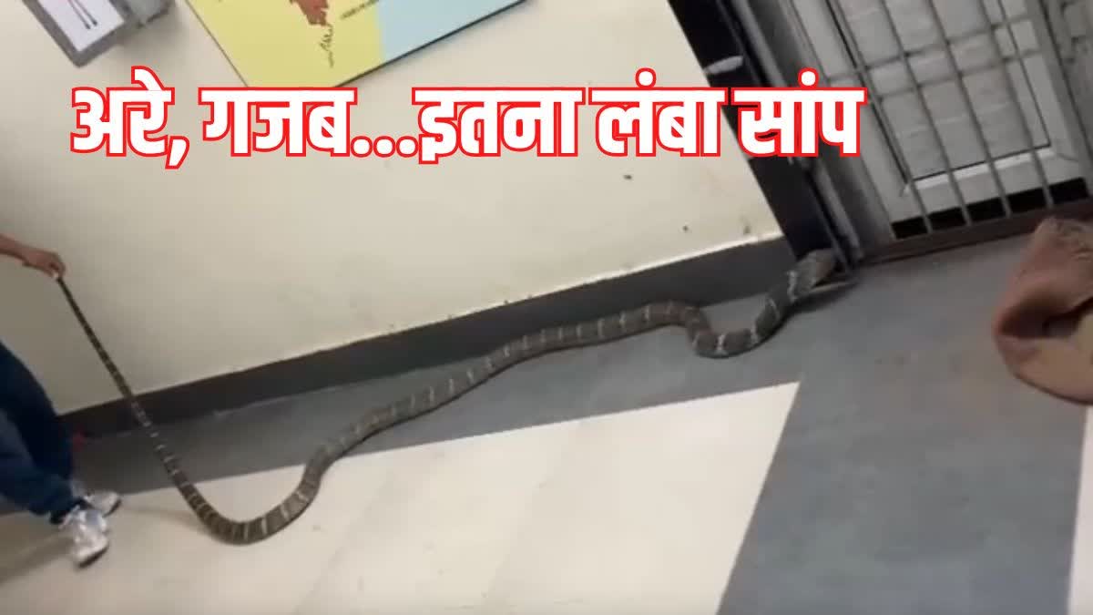 Snake helpline rescue 12 foot king cobra from a school premises in ganjam dist