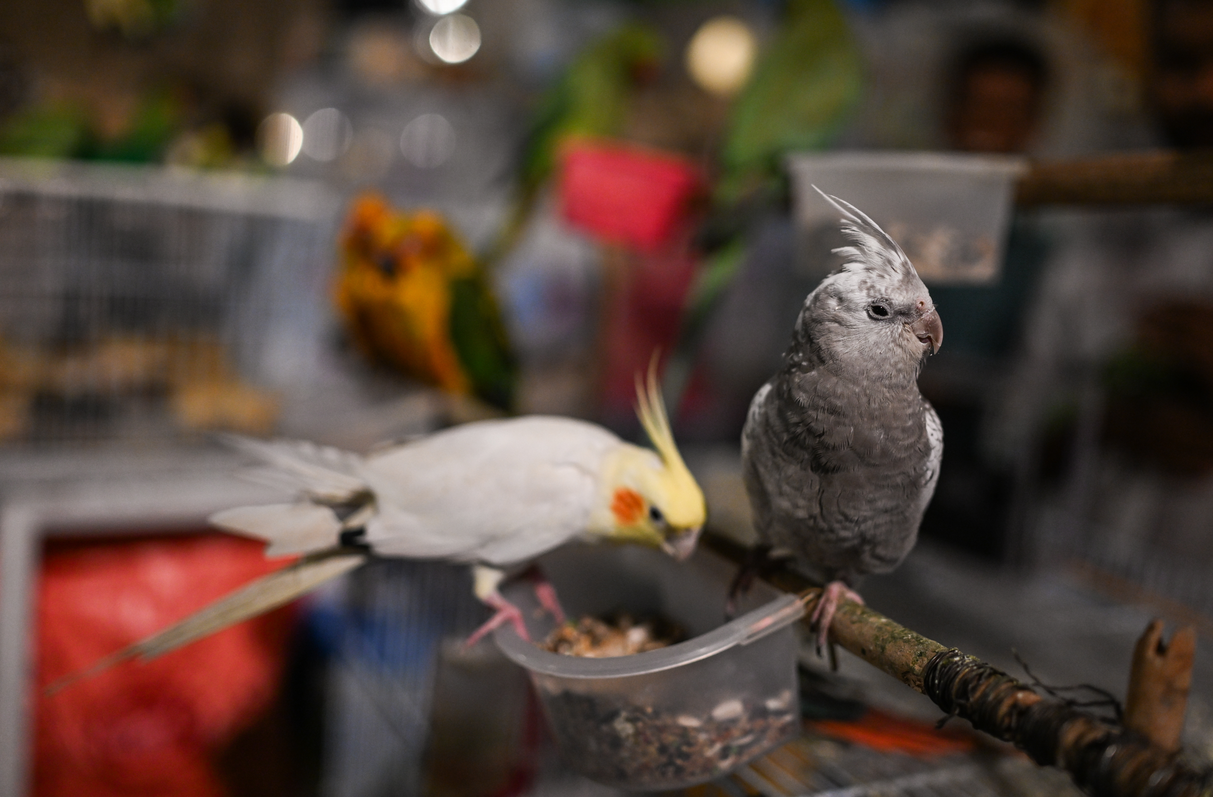 Lutino Cockatiel