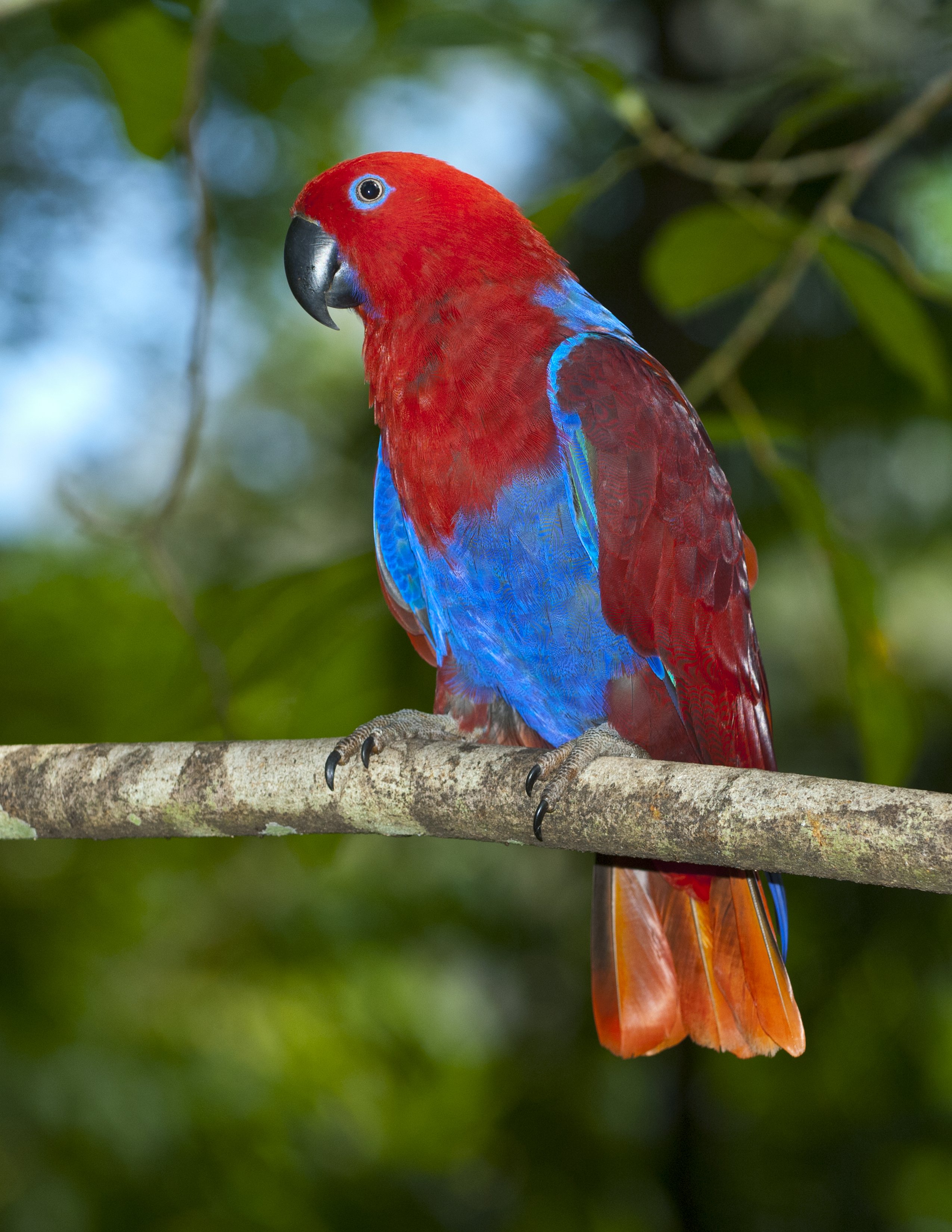 Plum-headed Parakeet