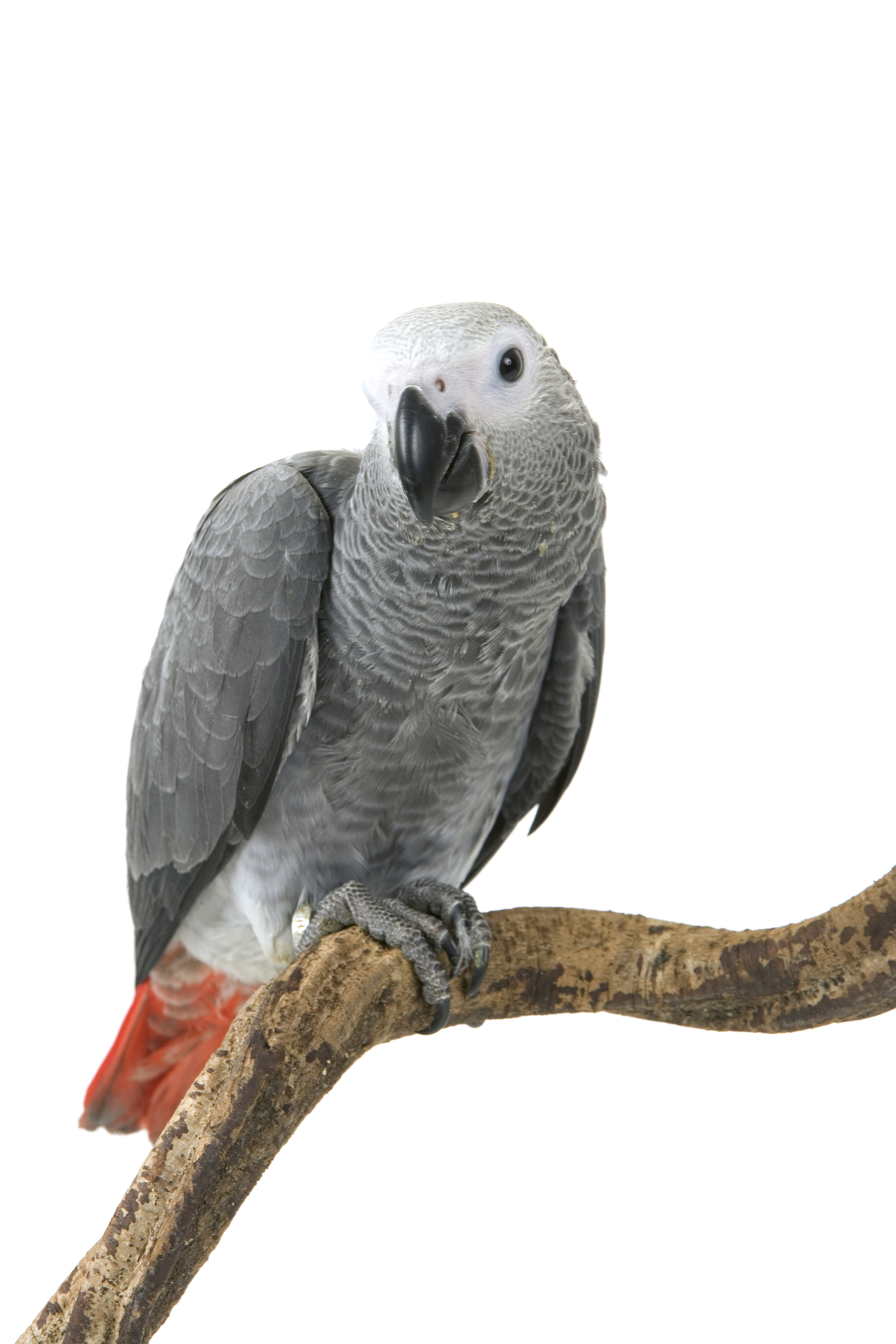 Blue and Gold Macaw