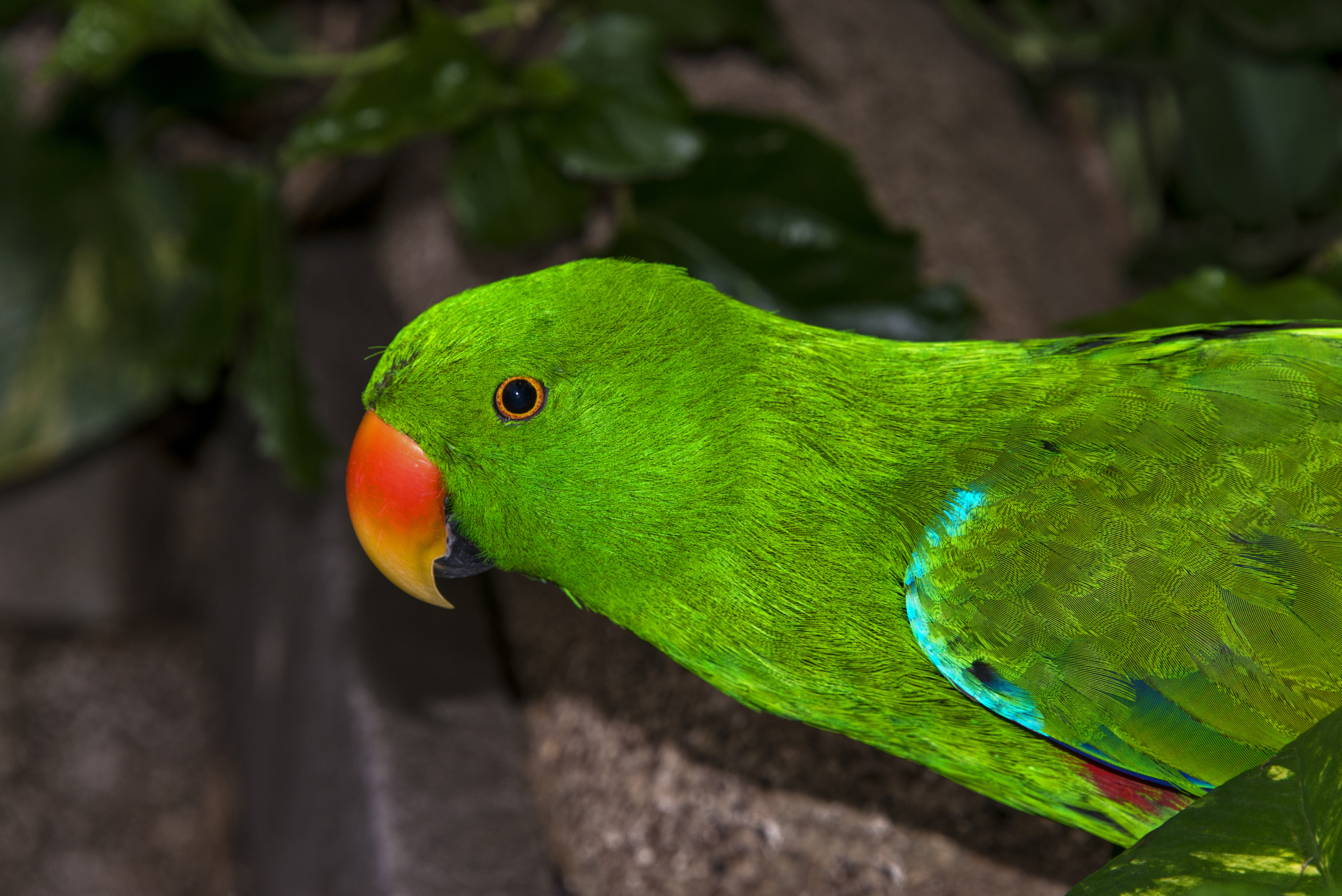 Eclectus Parrot