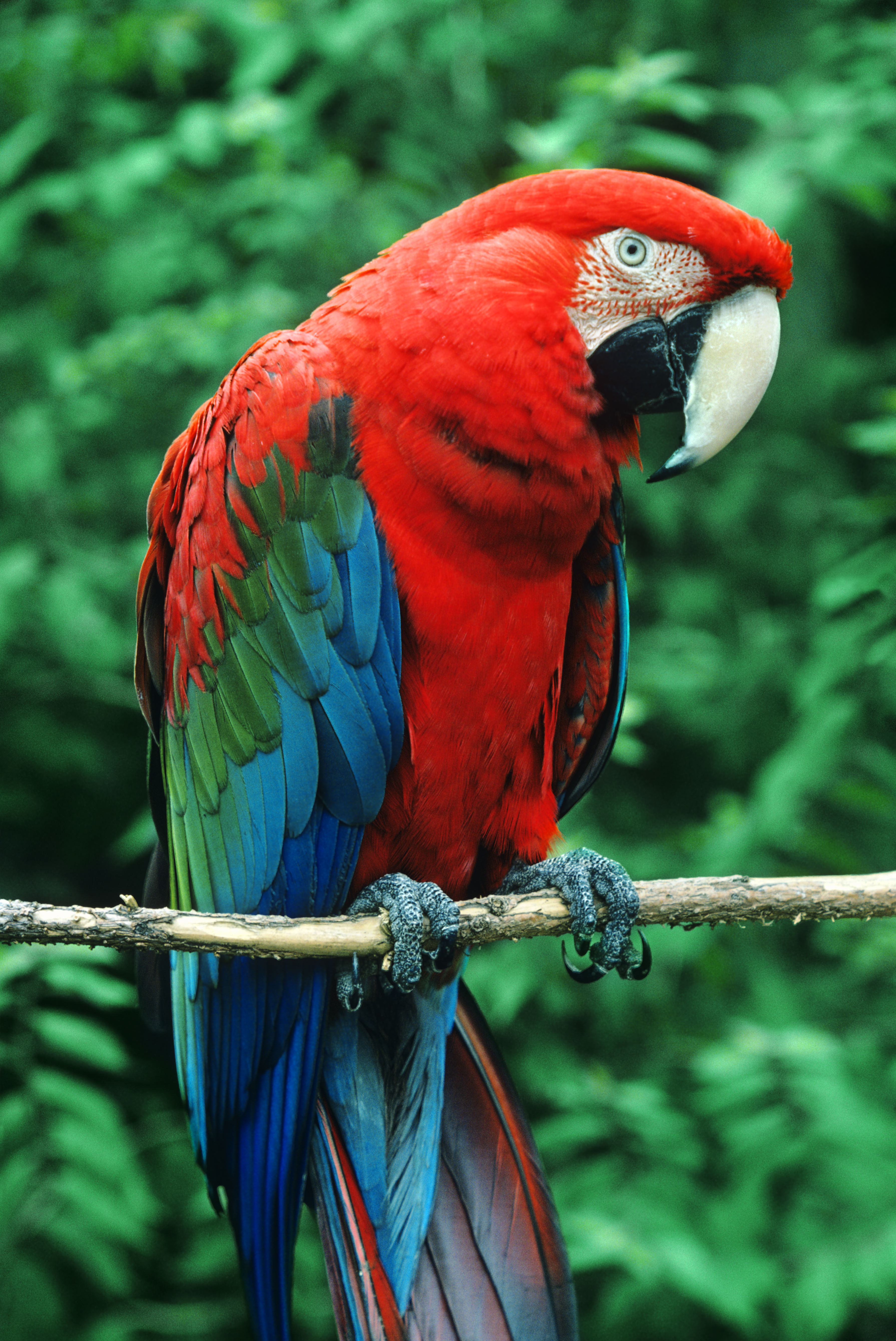 Scarlet Macaw
