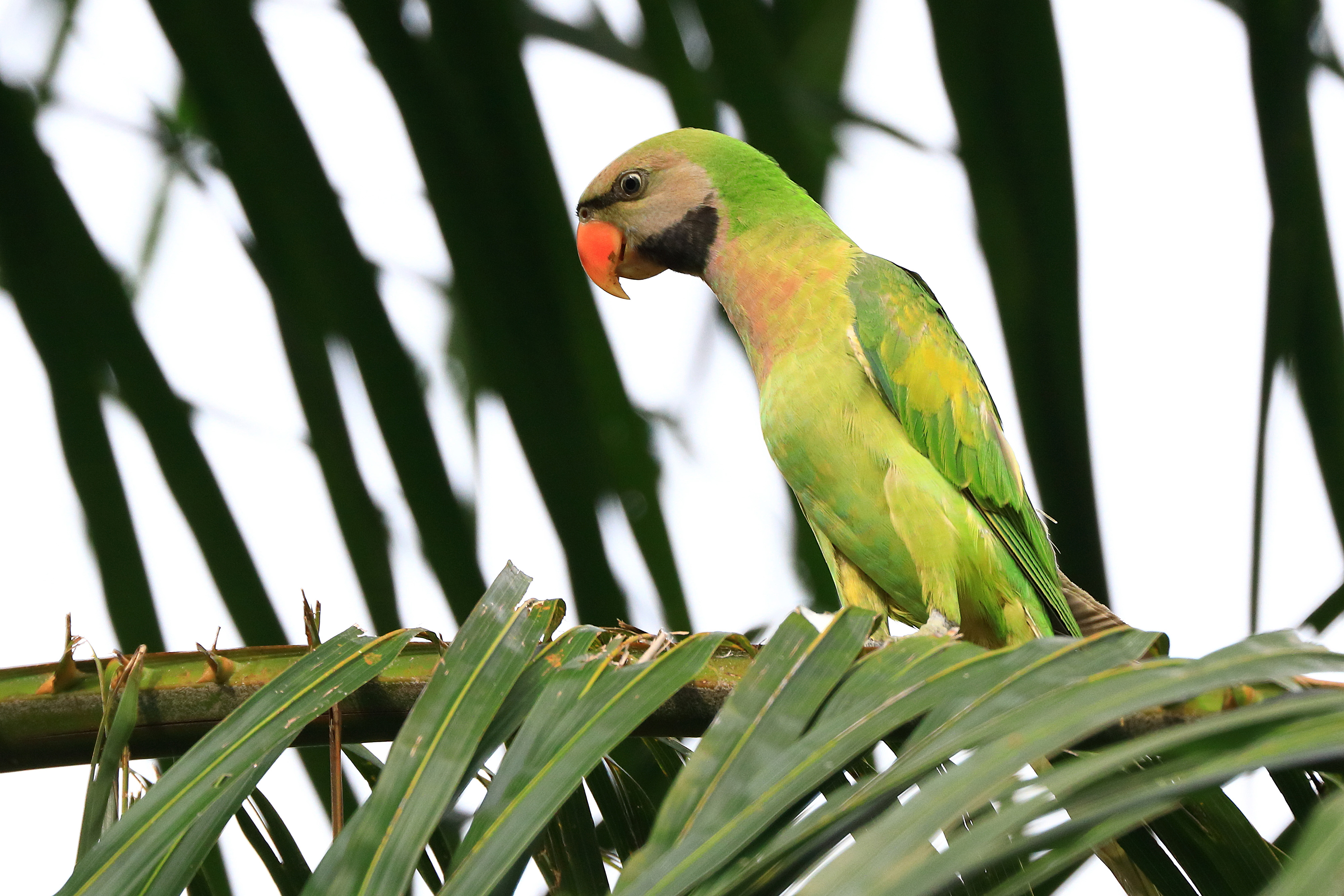 Moustached Parakeet