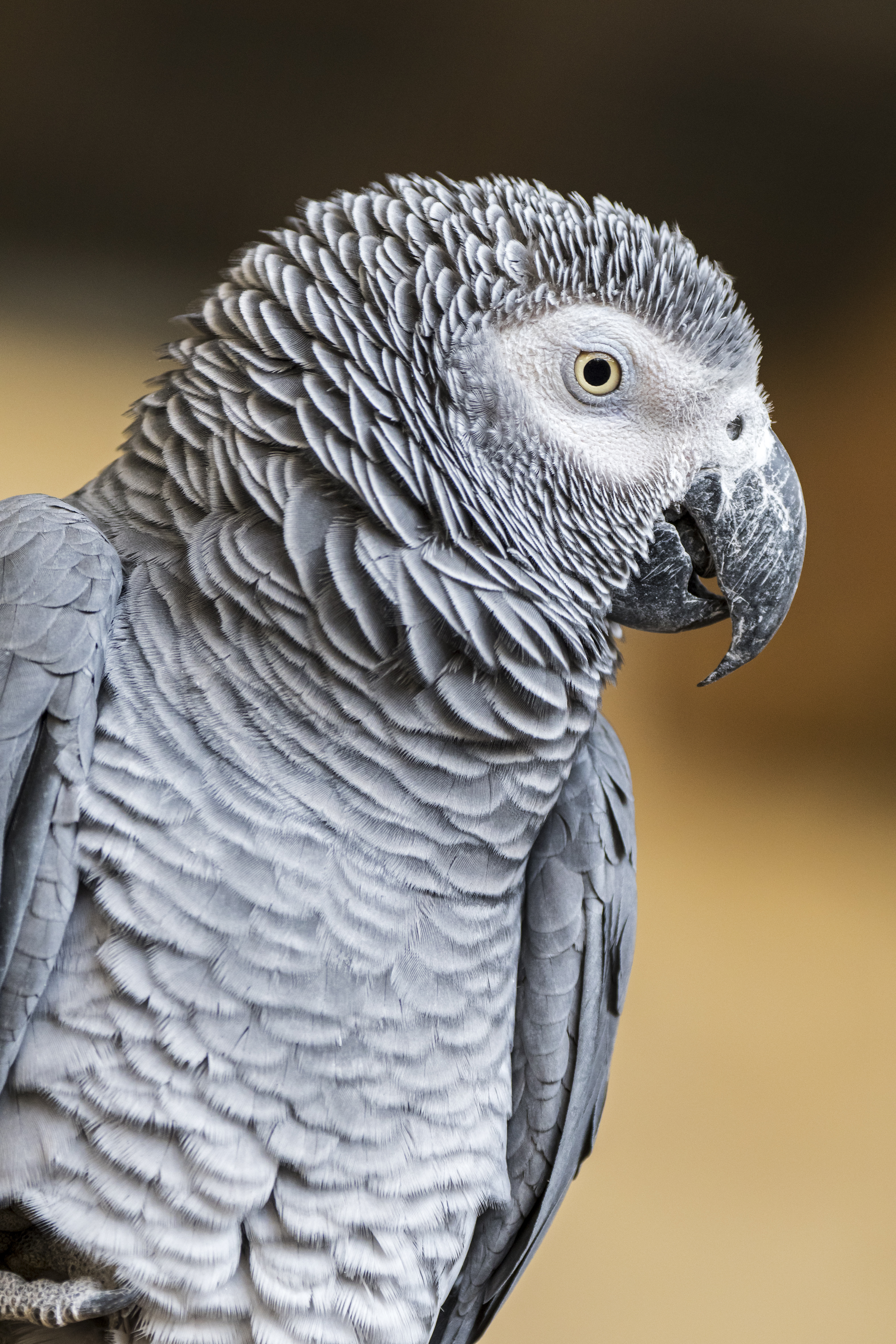 African Grey Parrot