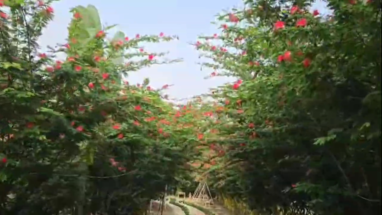 Halali Resort Dhemaji