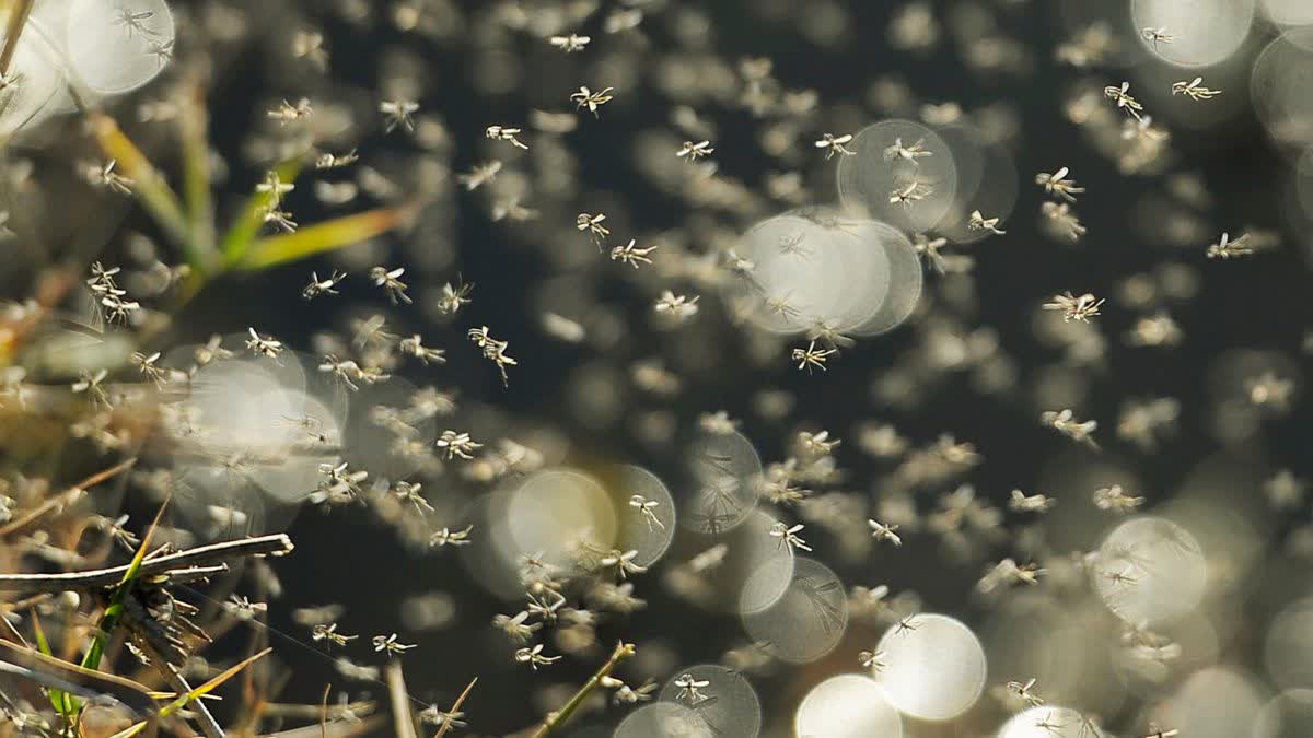 WHAT IS GOOGLE DEBUG PROJECT  RELEASE 32 MILLION MOSQUITOES  GOOGLE PLANS TO RELEASE MOSQUITOES  ಸೊಳ್ಳೆಗಳನ್ನು ಬಿಡಲು ಗೂಗಲ್ ಪ್ಲಾನ್