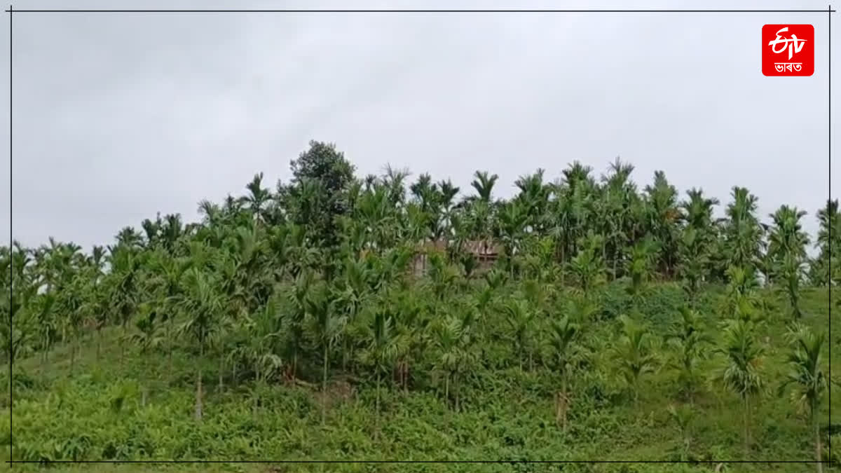 Naga encroachment at Mariani