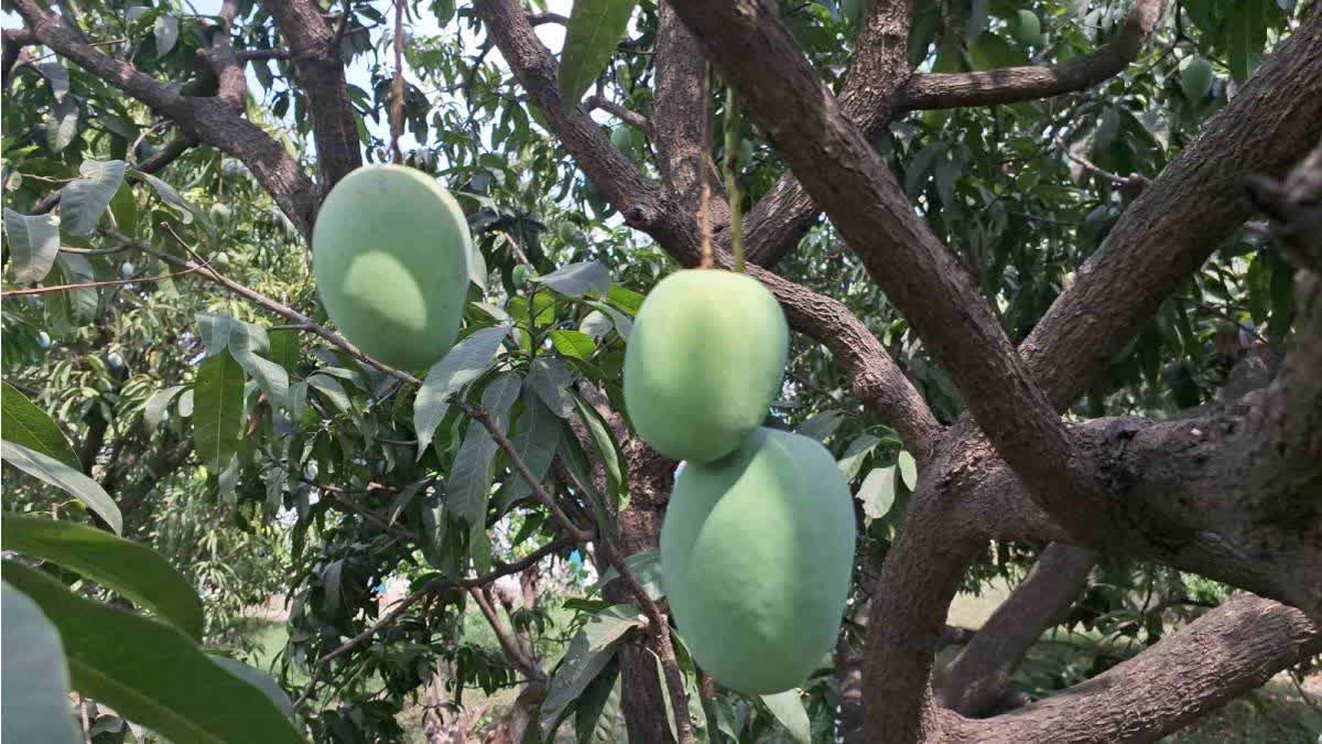 India Ships Mangoes Worth USD 20 Mn To UAE In 2024: Comm Min India Ships Mangoes Worth USD 20 Mn To UAE In 2024: Comm Min