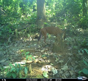 wild dog in Kaziranga
