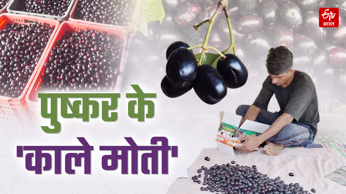 SPECIAL : सिर्फ फल नहीं औषधि है जामुन, शुगर कंट्रोल करने से लेकर इम्युनिटी बढ़ाने तक, जानें इसके अनोखे गुण