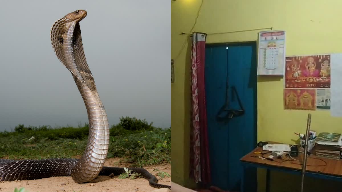 SAGAR COBRA ON DOOR LATCH