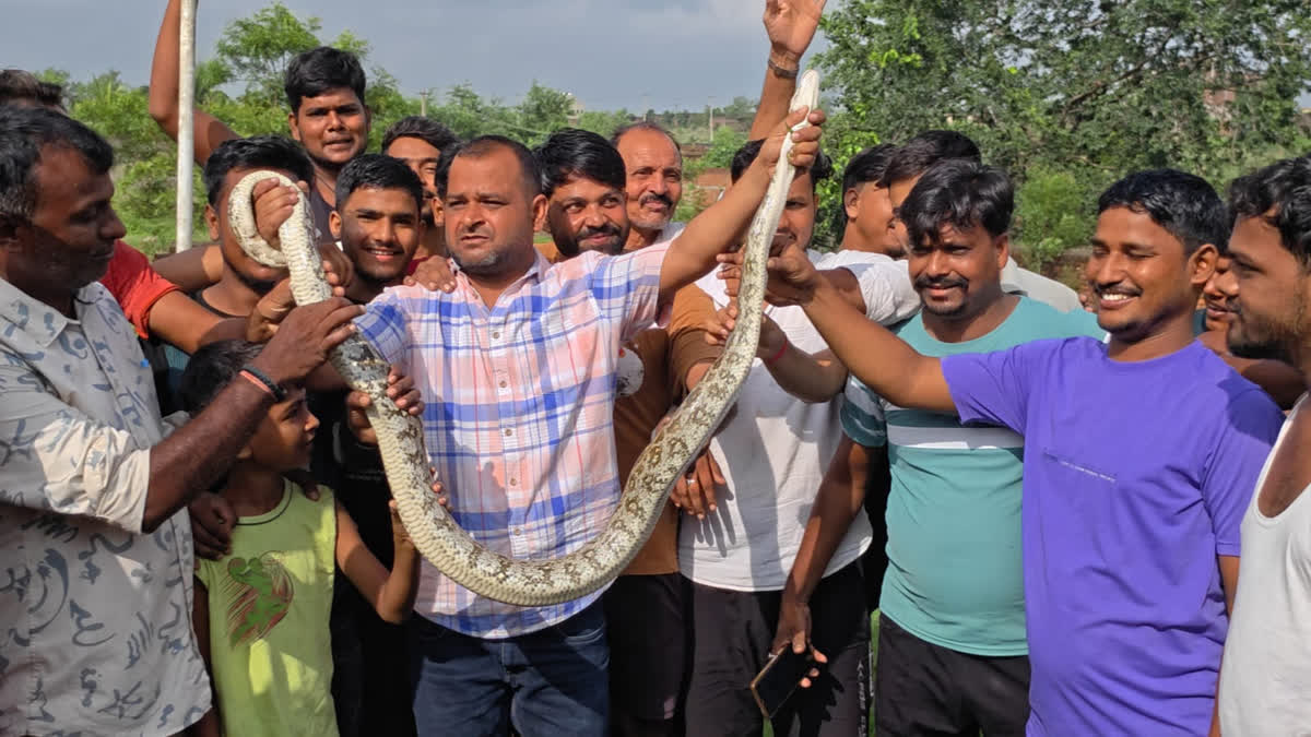 Indian rock python found in Giridih