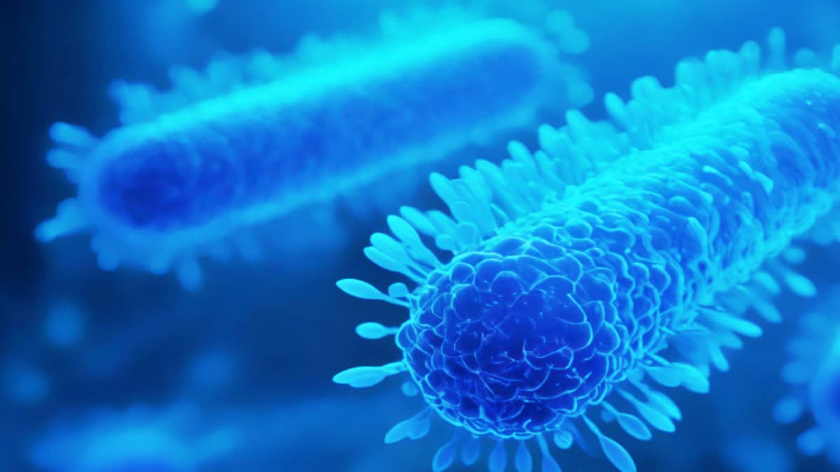 SHIGELLA  SHIGELLA AT PATHANAMTHITTA  SHIGELLA FLEXNERI  SHIGELLA SYMPTOMS