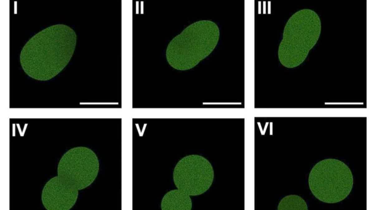 POTATO LIKE ARTIFICIAL CELL