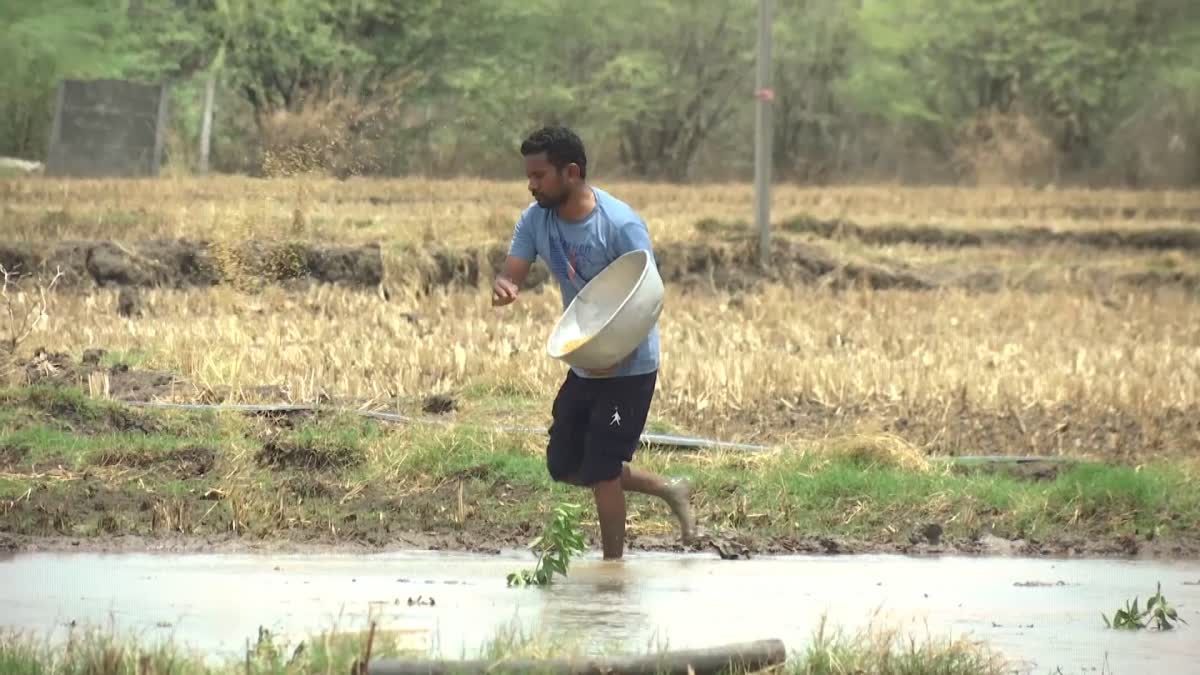 El Niño impact on Kharif season