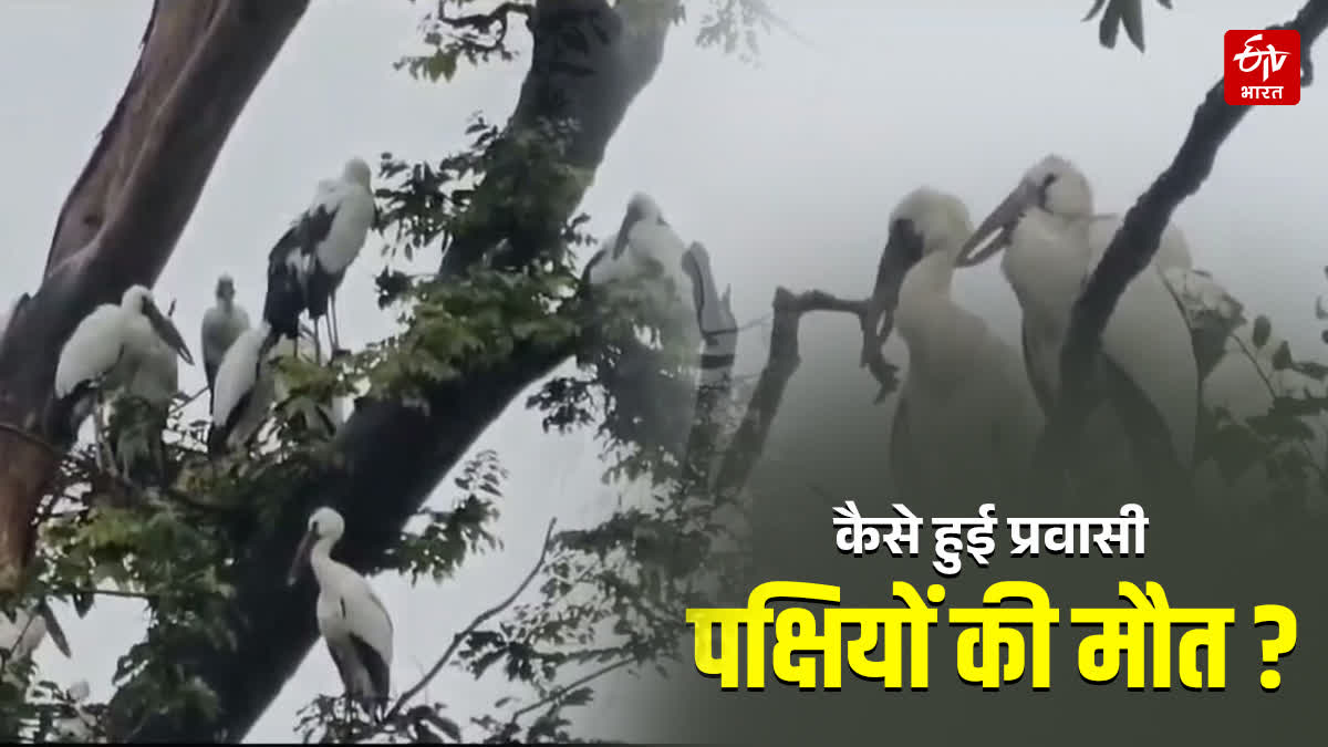 The issue of migratory bird deaths in Korba